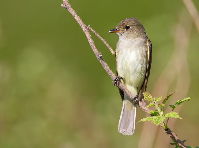 Alder Flycatcher