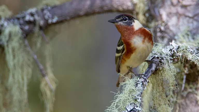 Bay-breasted Warbler, male