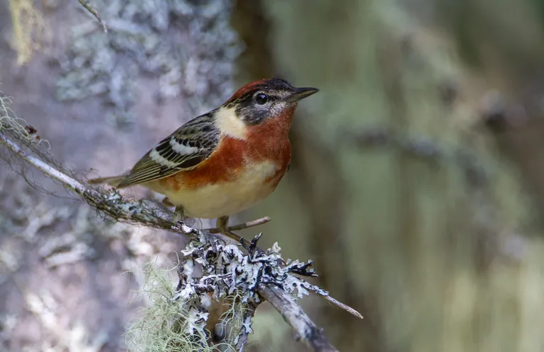 Bay-breasted Warbler