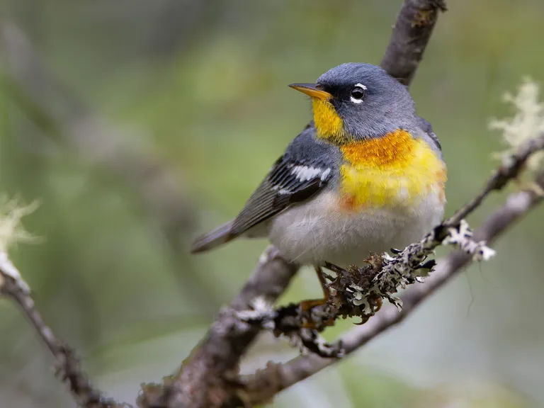 Northern Parula