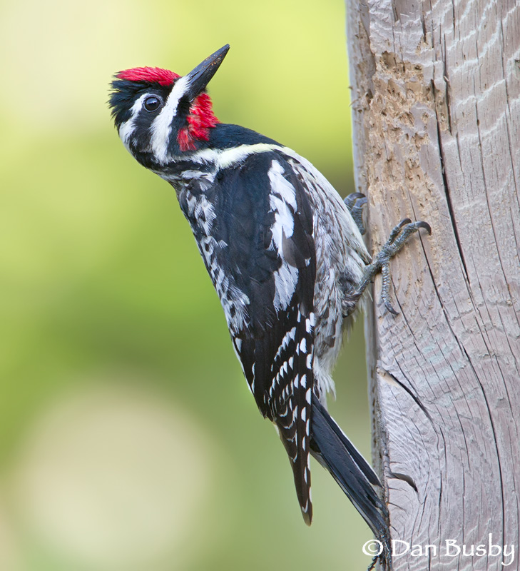 Yellow-bellied Sapsucker
