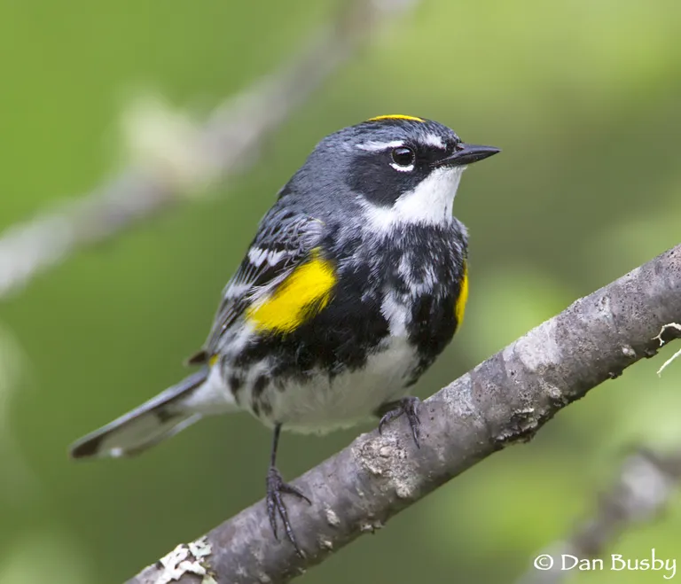 Yellow-rumped Warbler