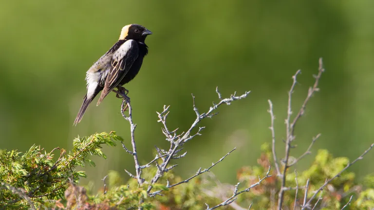 Bobolink
