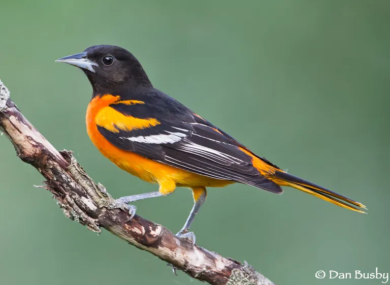 Baltimore Oriole, male