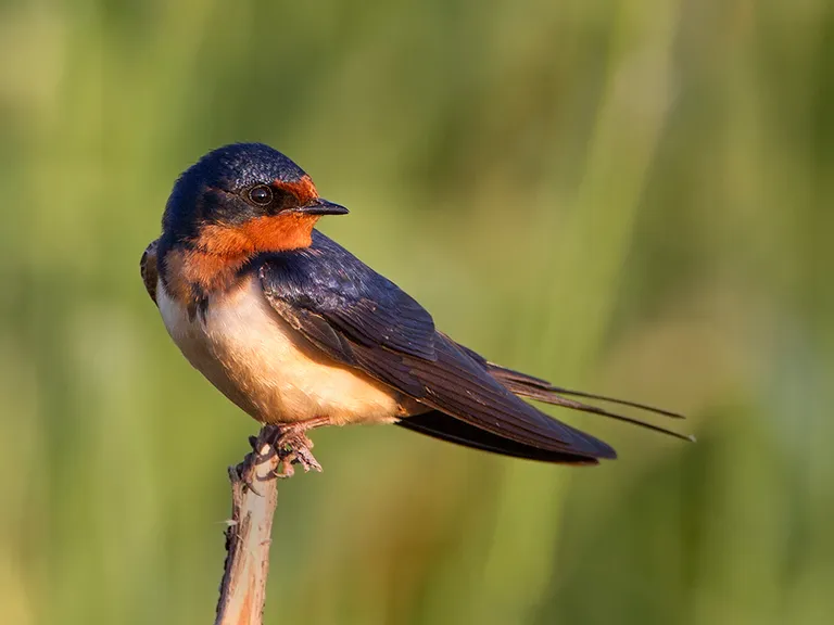 Barn Swallow