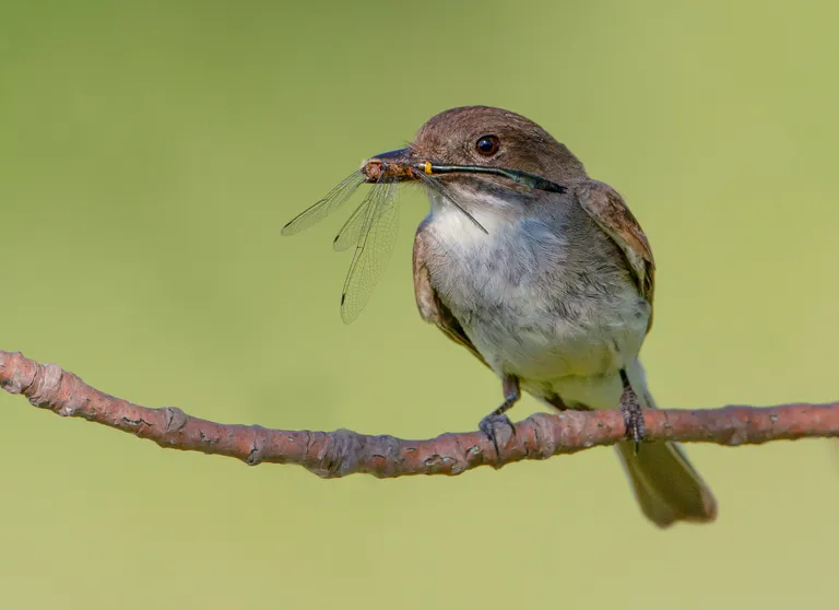 Eastern Phoebe
