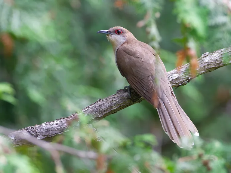 Black-billed Cuckoo
