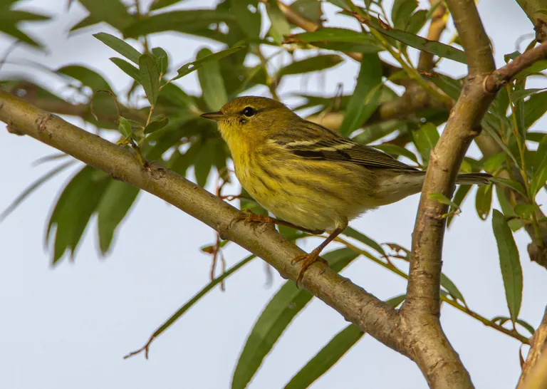 Bay-breasted Warbler, female