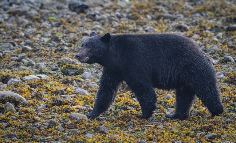 Black bear