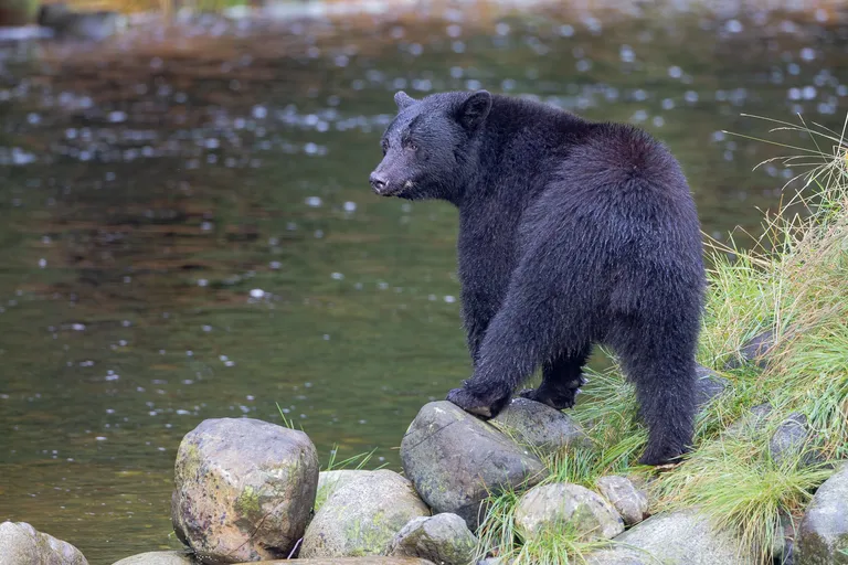 Black bear