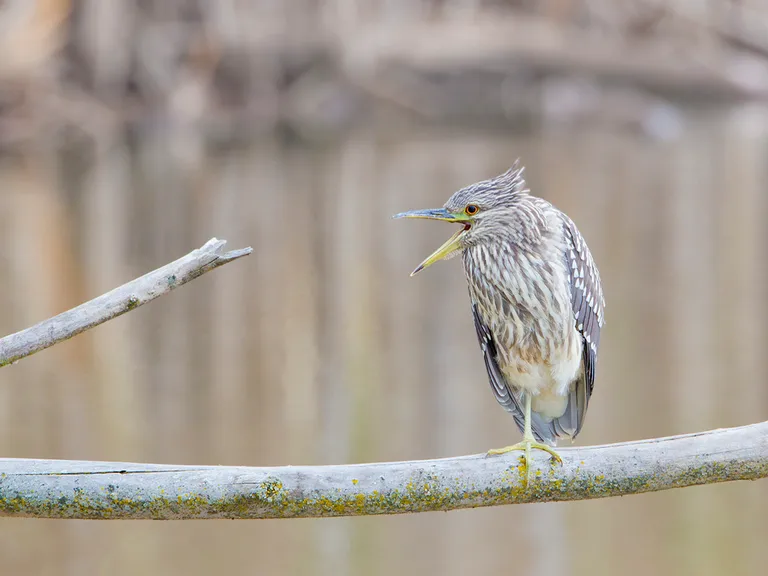 Black-crowned Night-Heron, juvenile