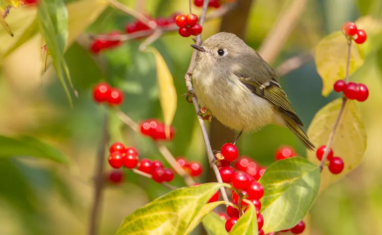 Ruby-crowned Kinglet