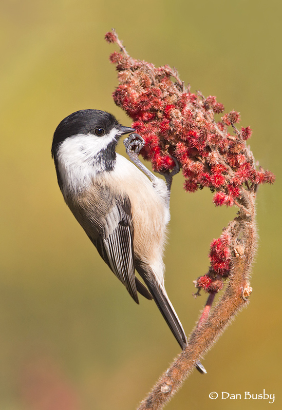 Black-capped Chickadee