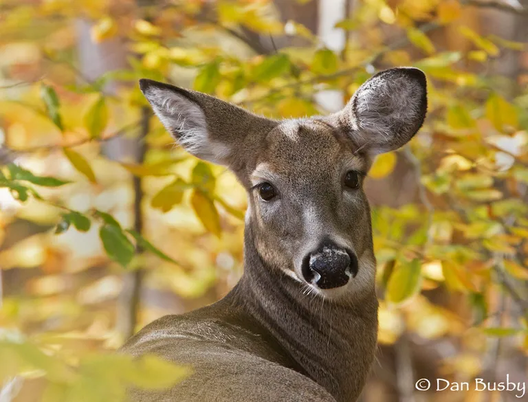 White-tailed Deer