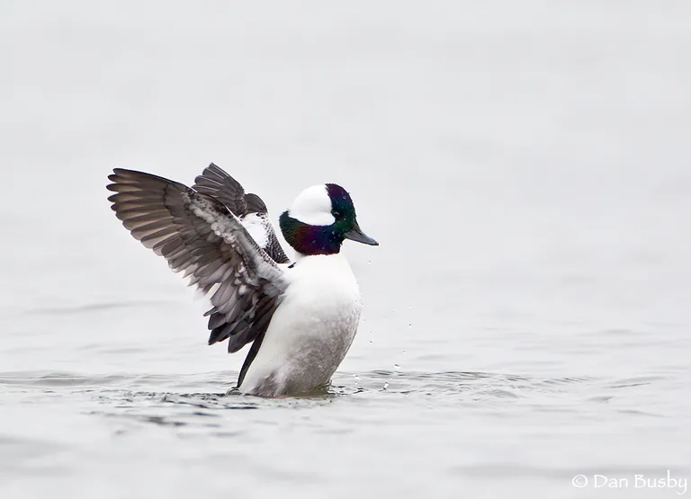Bufflehead