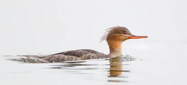 Red-breasted Merganser, female