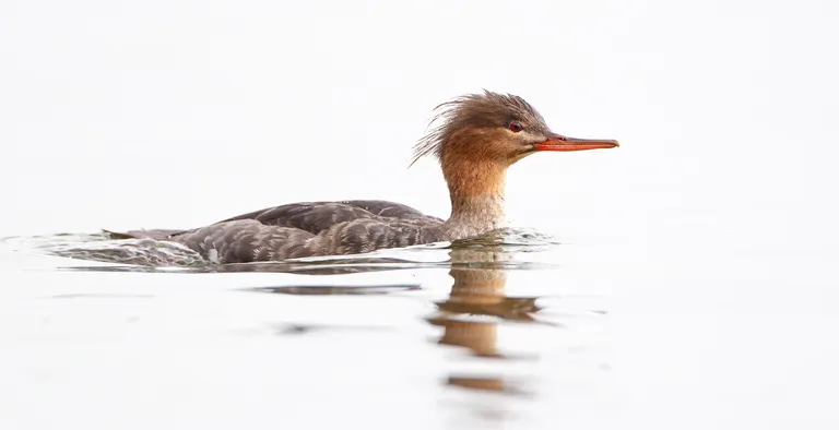 Red-breasted Merganser