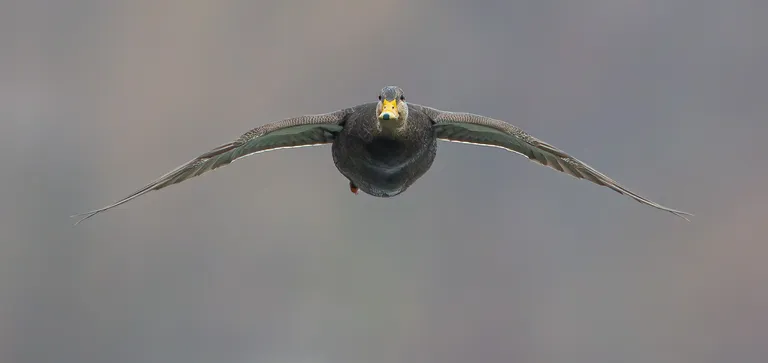 American Black Duck