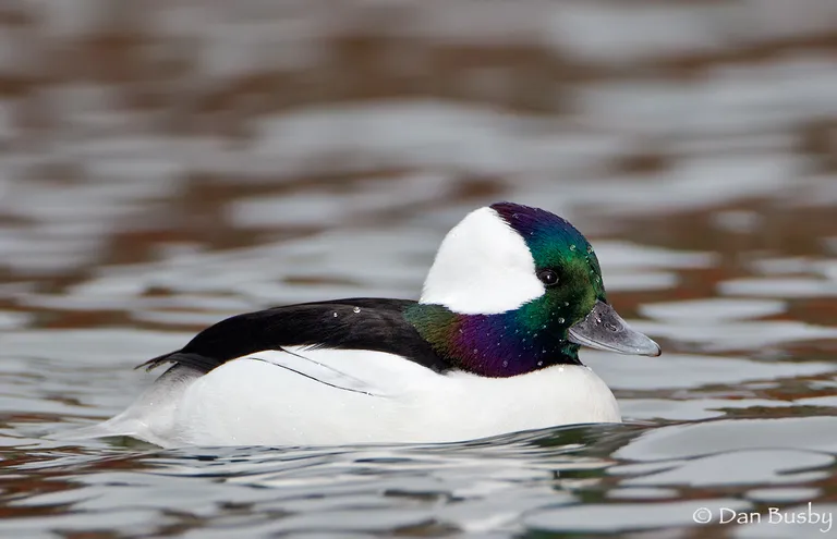 Bufflehead