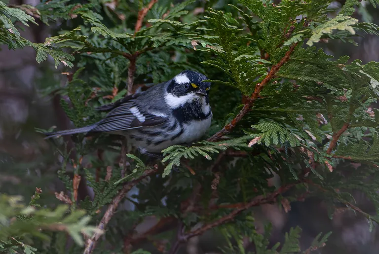 Black-throated Gray Warbler, male
