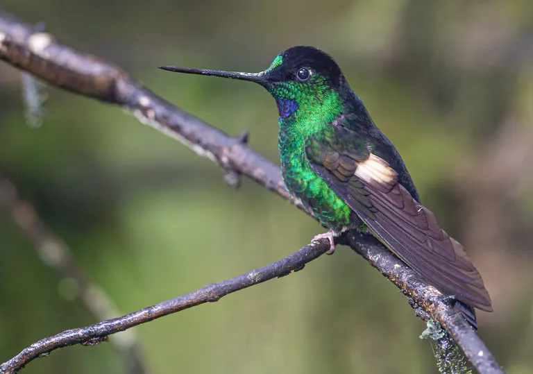 Buff-winged Starfrontlet