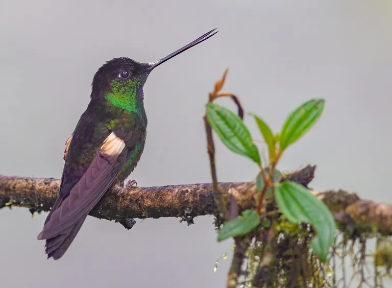 Buff-winged Starfrontlet