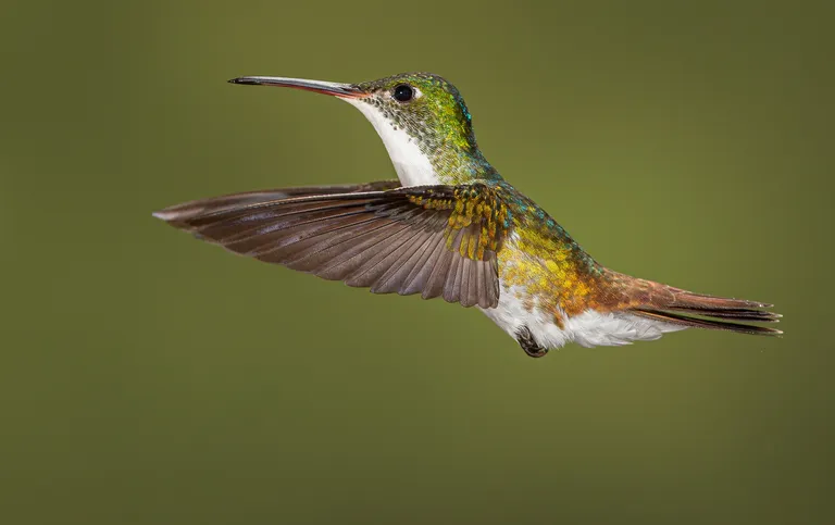 Andean Emerald