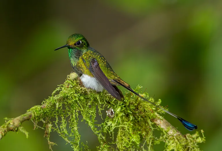 Booted Racket-tail