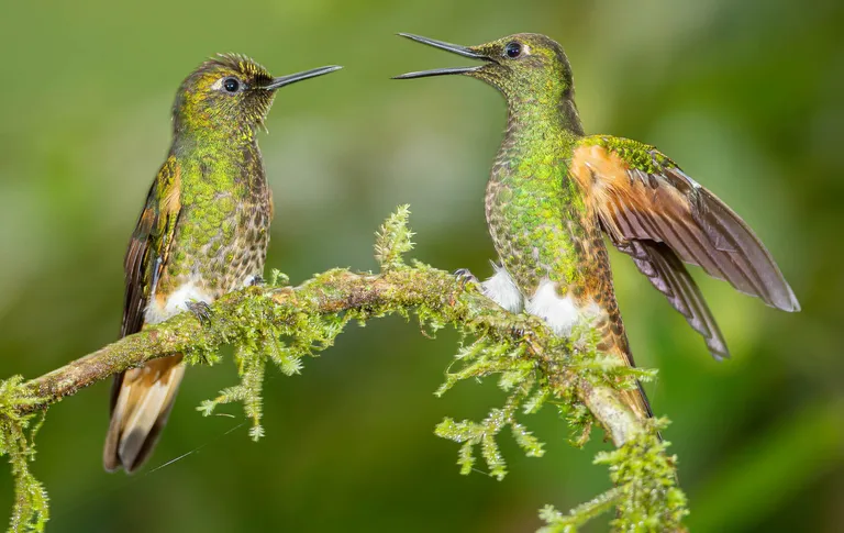 Buff-tailed Coronet