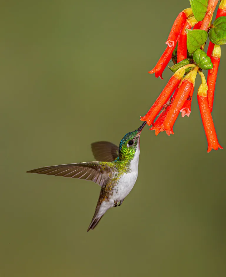 Andean Emerald