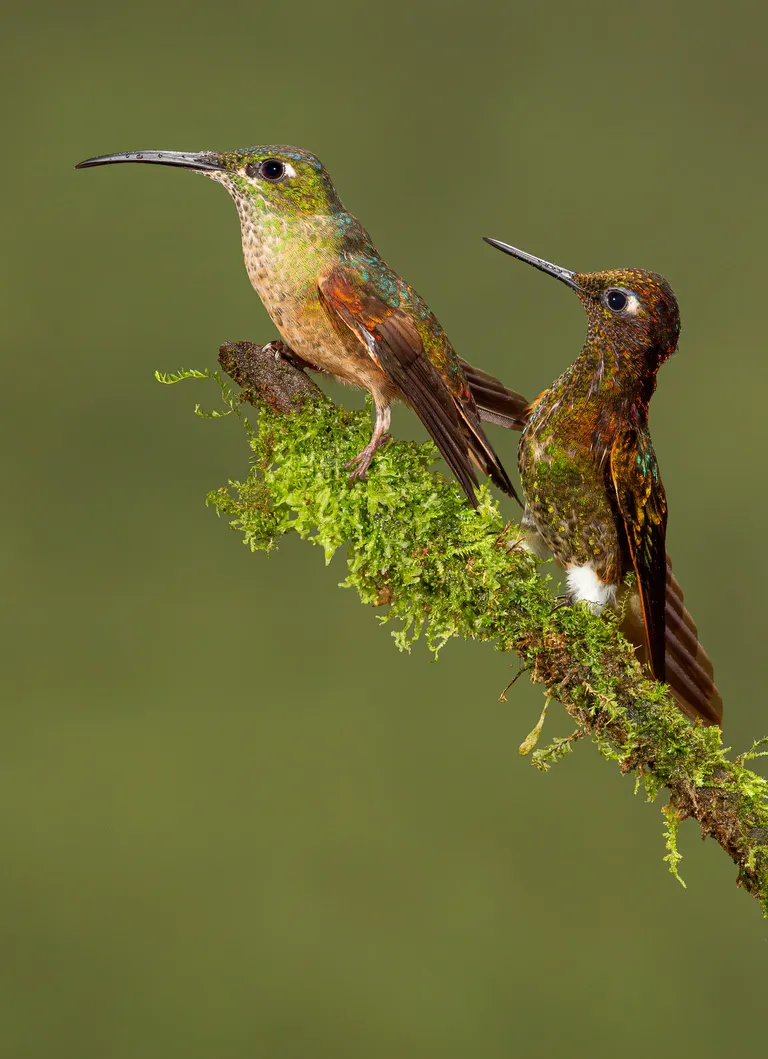 Buff-tailed Coronet
