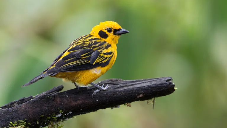 Golden Tanager