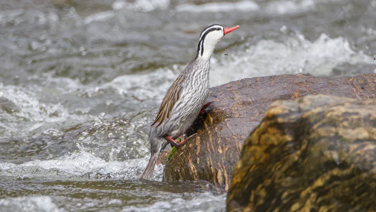 Torrent Duck, male