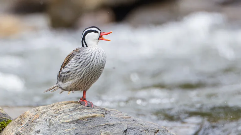 Torrent Duck, male