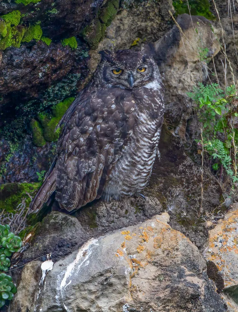 Great Horned Owl