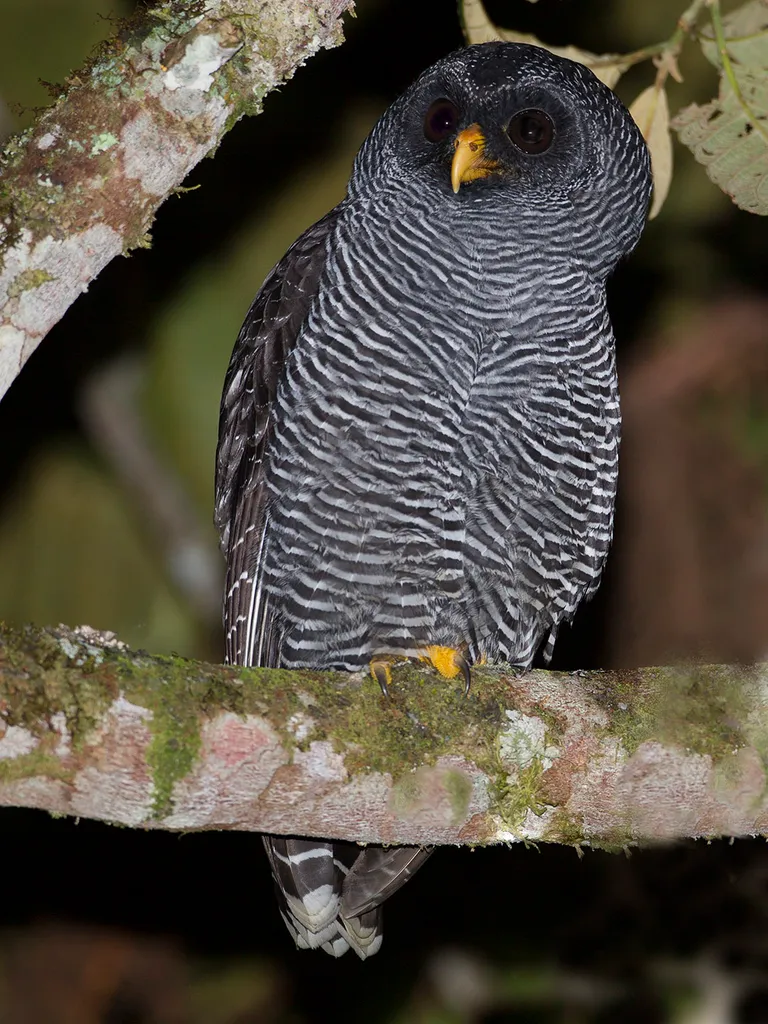 Owl (unidentified)