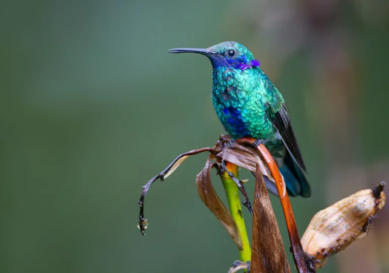 Sparkling Violetear