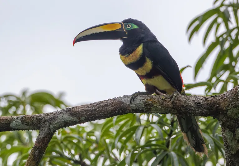 Many-banded Araçari