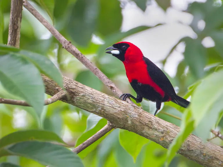 Masked Crimson Tanager