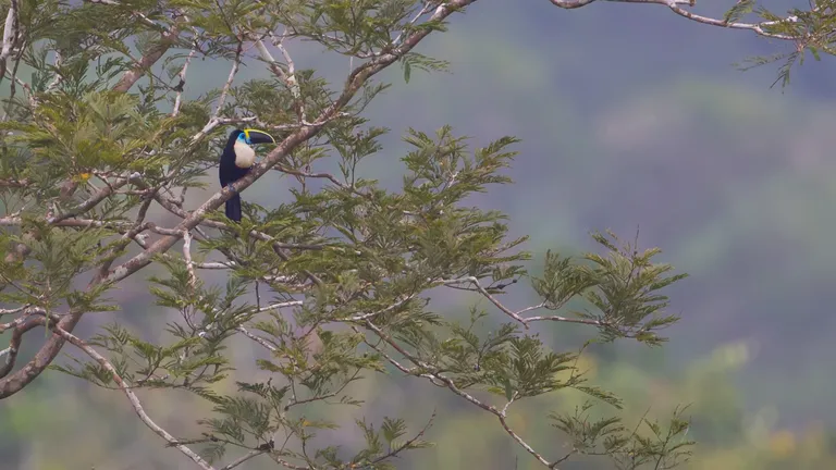 White-throated Toucan