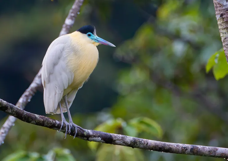 Capped Heron