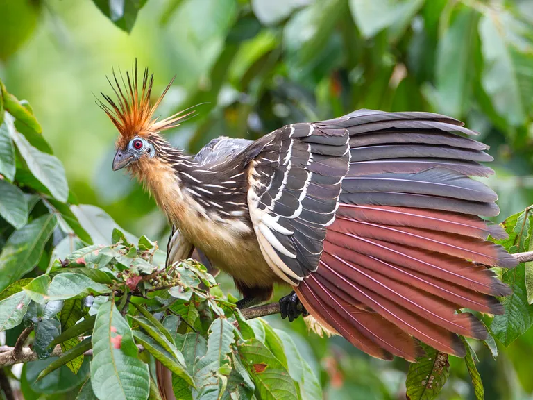Hoatzin