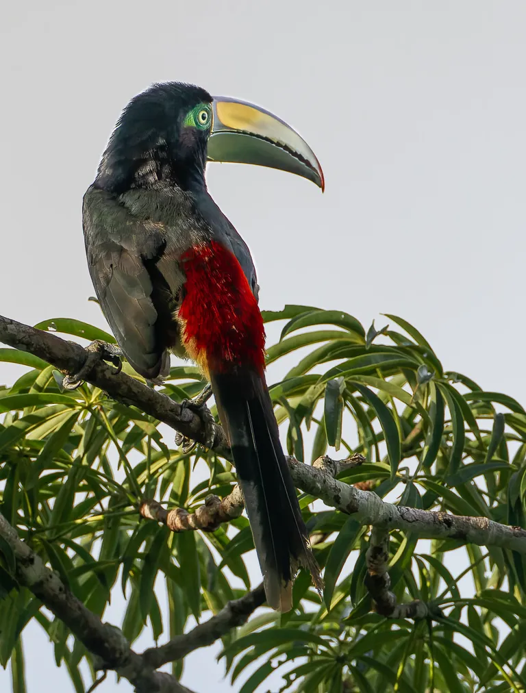 Many-banded Araçari