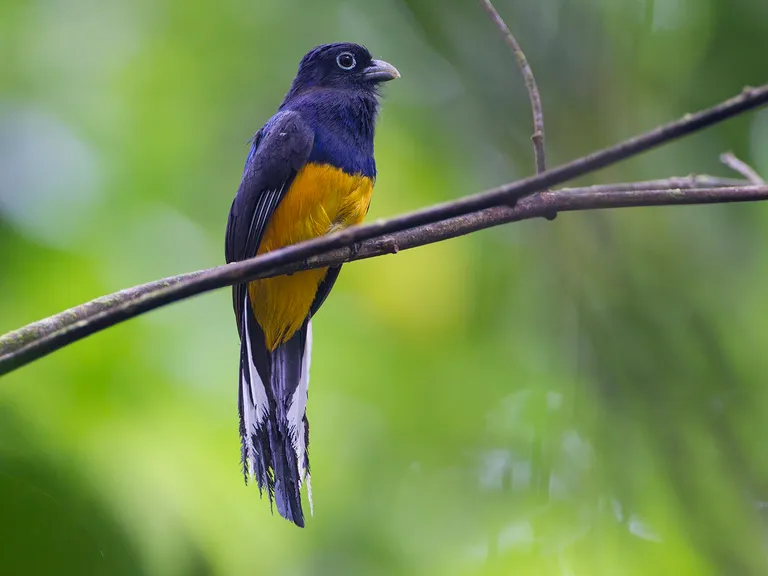 Amazonian White-tailed Trogon