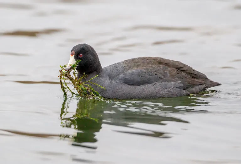 American Coot