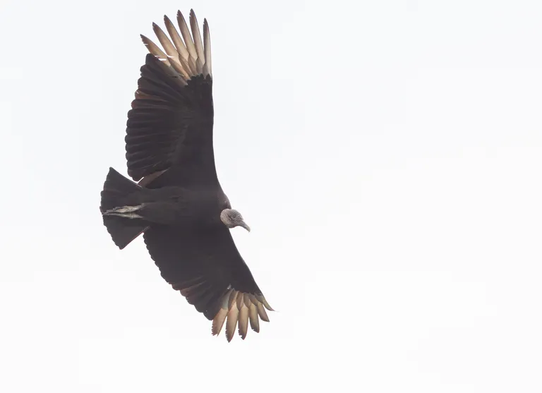 Black Vulture