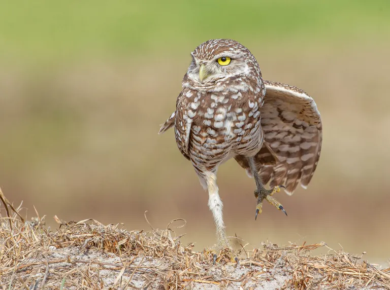 Burrowing Owl