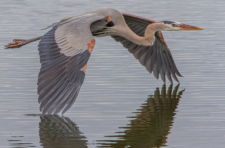 Great Blue Heron