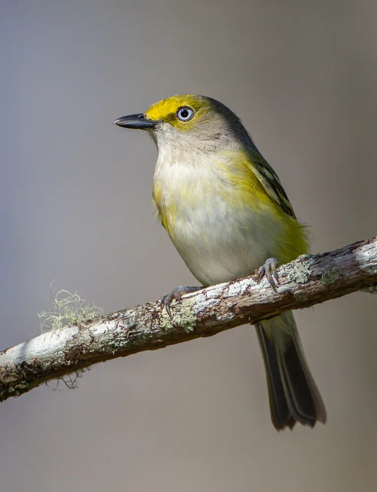 White-eyed Vireo