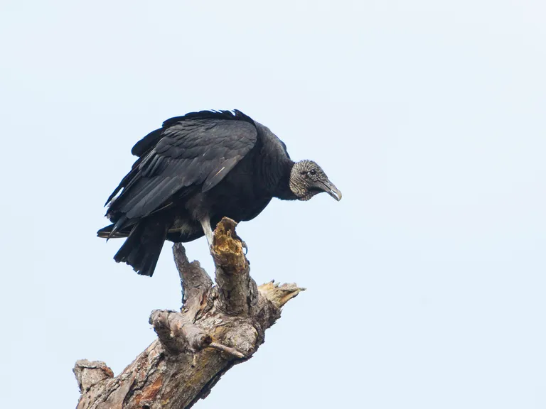 Black Vulture
